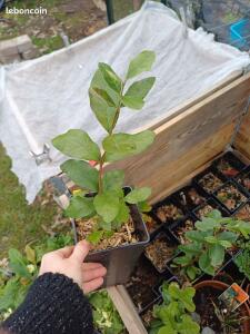 Chèvrefeuille jaune et blanc -Lonicera spp.