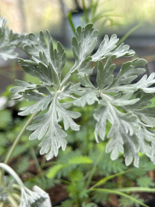 Absinthe - Artemisia absinthium