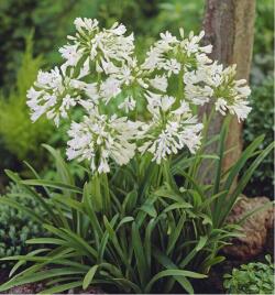 Agapanthe blanche - Agapanthus spp.