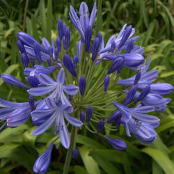 Agapanthe Bleu -  Agapanthus spp.