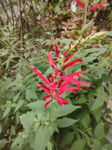 Sauge ananas – Salvia elegans