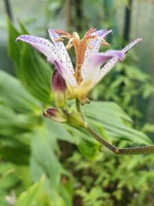 Tricyrtis - Lys orchidée