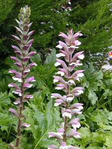 Acanthe - Acanthus spp.