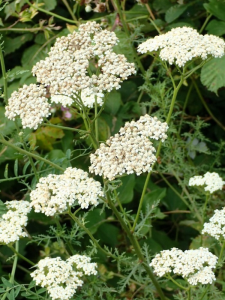 Achillée odorante - Millefeuille - Achillea millefolium
