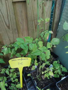 Arbre à faisans - Leycesteria formosa