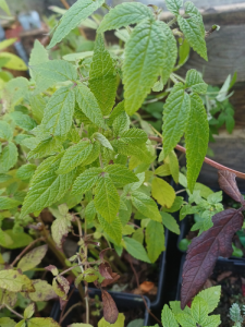 Baume de galaad - Populus balsamifera