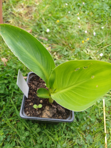 Canna - Canna indica- hybrides de Canna