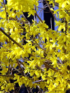 Forsythia Jaune -  Forsythia spp.