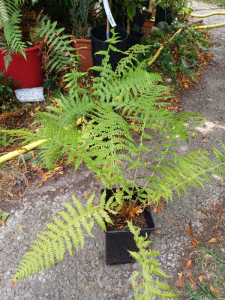 Fougère arborescente - Dicksonia antarctica (ou autres genres comme Cyathea)