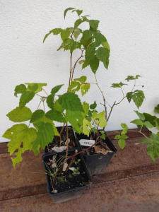 Framboisier - Rubus idaeus