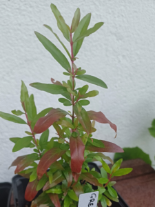 Grenadier – Punica granatum