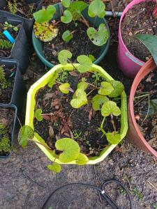 Héliotrope d’hiver – Petasites fragrans