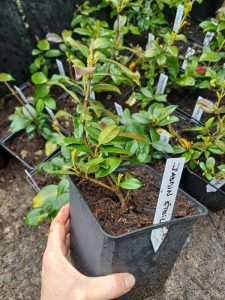 Jasmin étoilé – Trachelospermum jasminoides