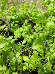 Thé de l'immortalité – Jiaogulan