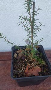 Manuka - Tea tree de Nouvelle-Zélande - Leptospermum scoparium