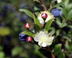 Myrthe – Myrtus communis