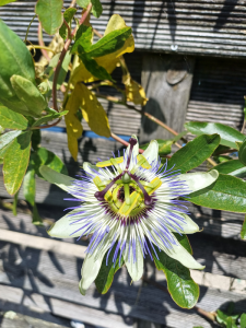 Passiflore – Passiflora caerulea