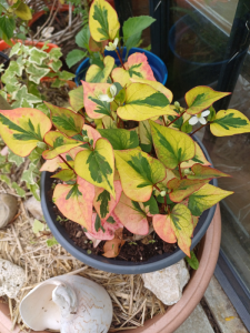 Poivrier de Chine - herbe à poivre – Houttuynia cordata