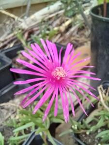 Pourpier de Cooper – Delosperma cooperi