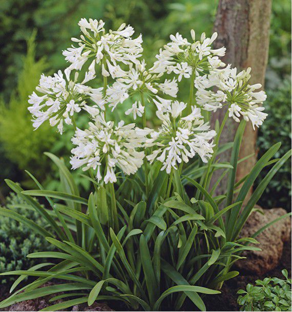 Agapanthe blanche - Agapanthus spp.