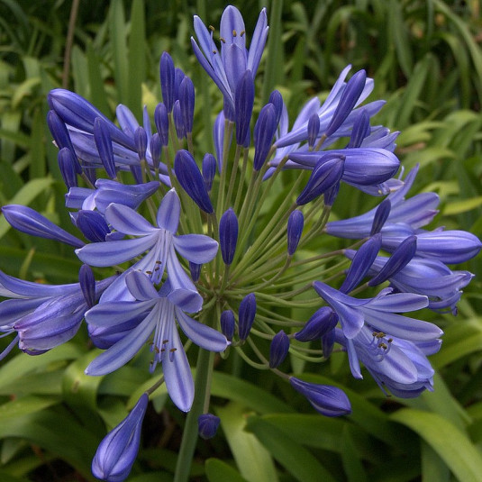 Agapanthe Bleu - Agapanthus spp.