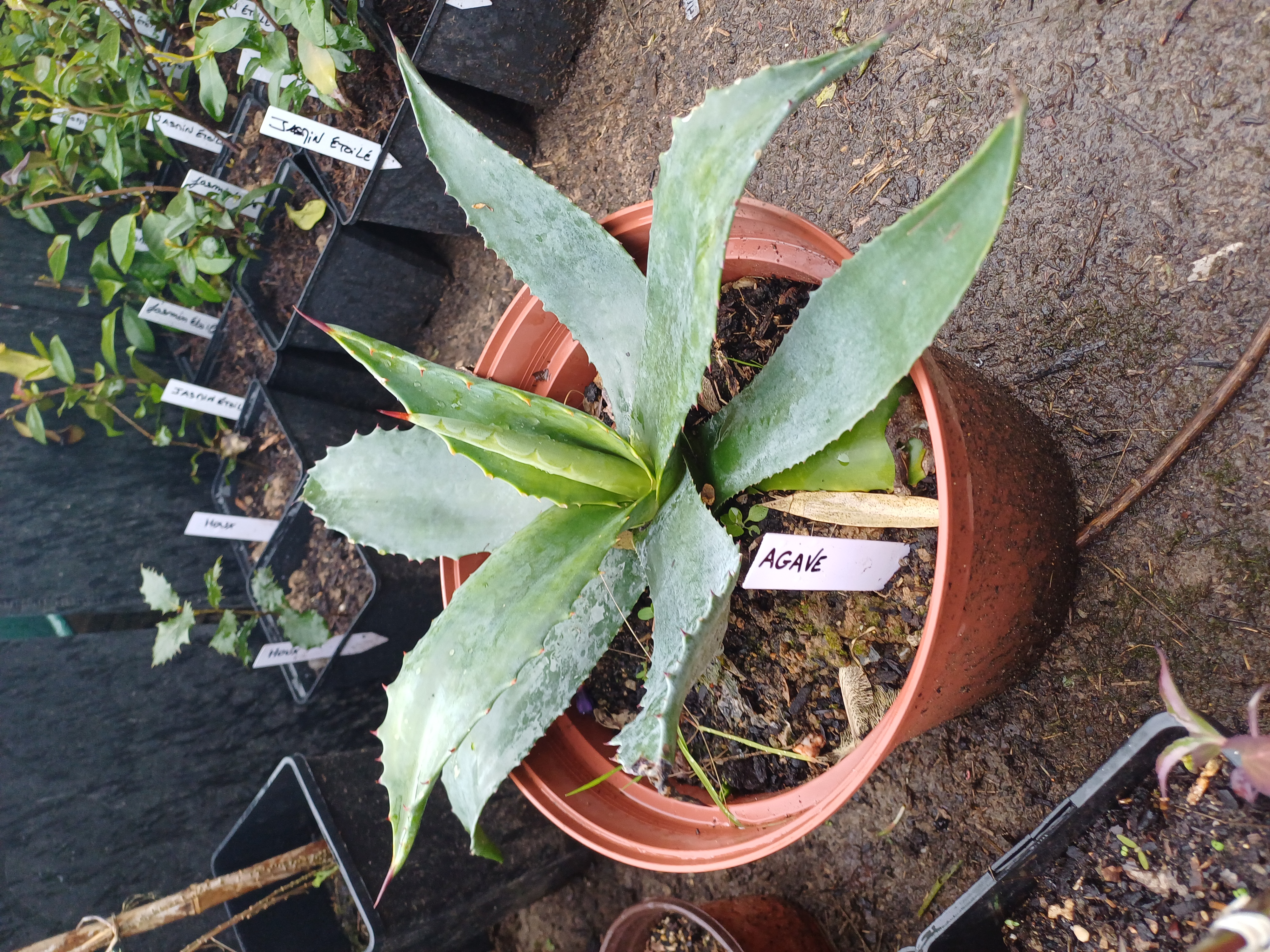Agave
