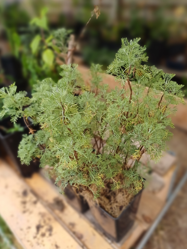 Armoise cola - Artemisia spp. "Cola"