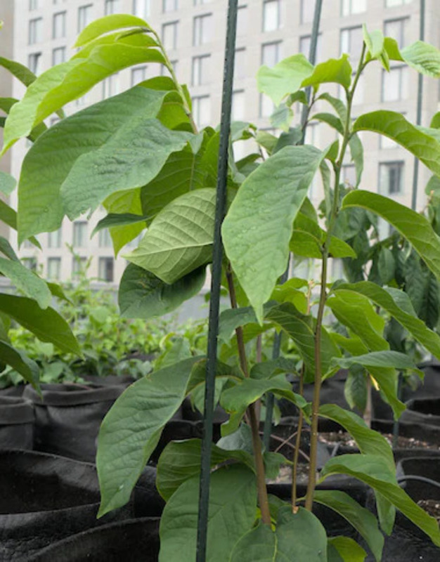Asiminier/Pawpaw/mangue du nord 2 ans