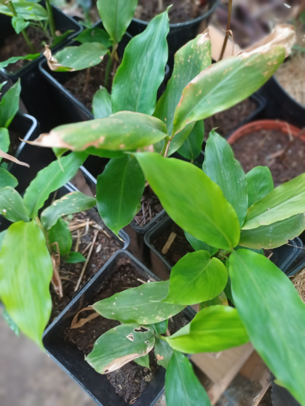 Cardamome - Elettaria cardamomum