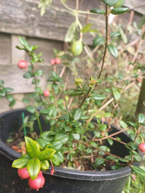 Goyavier du Chili – Ugni molinae