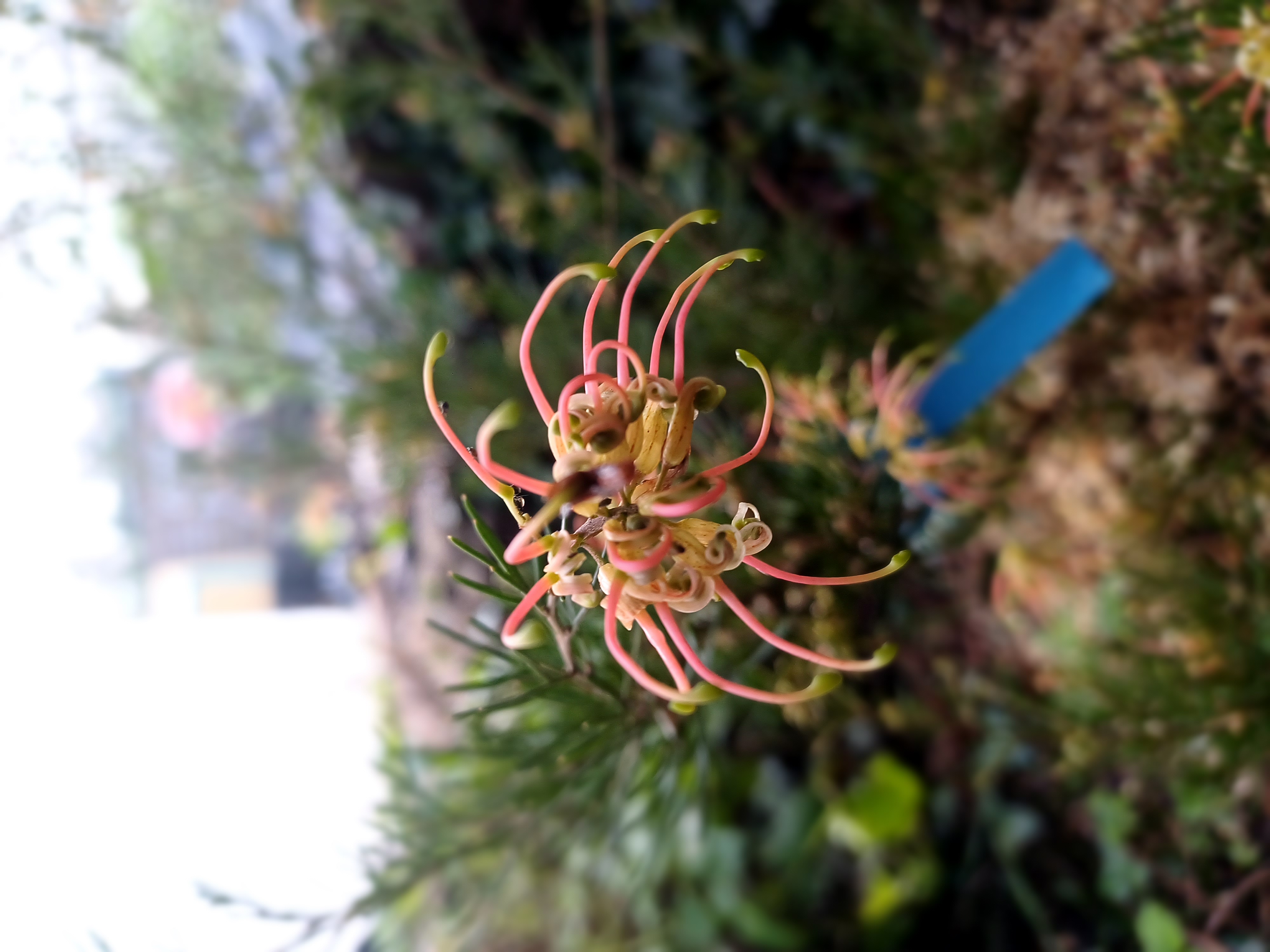 Grevillea lanigera