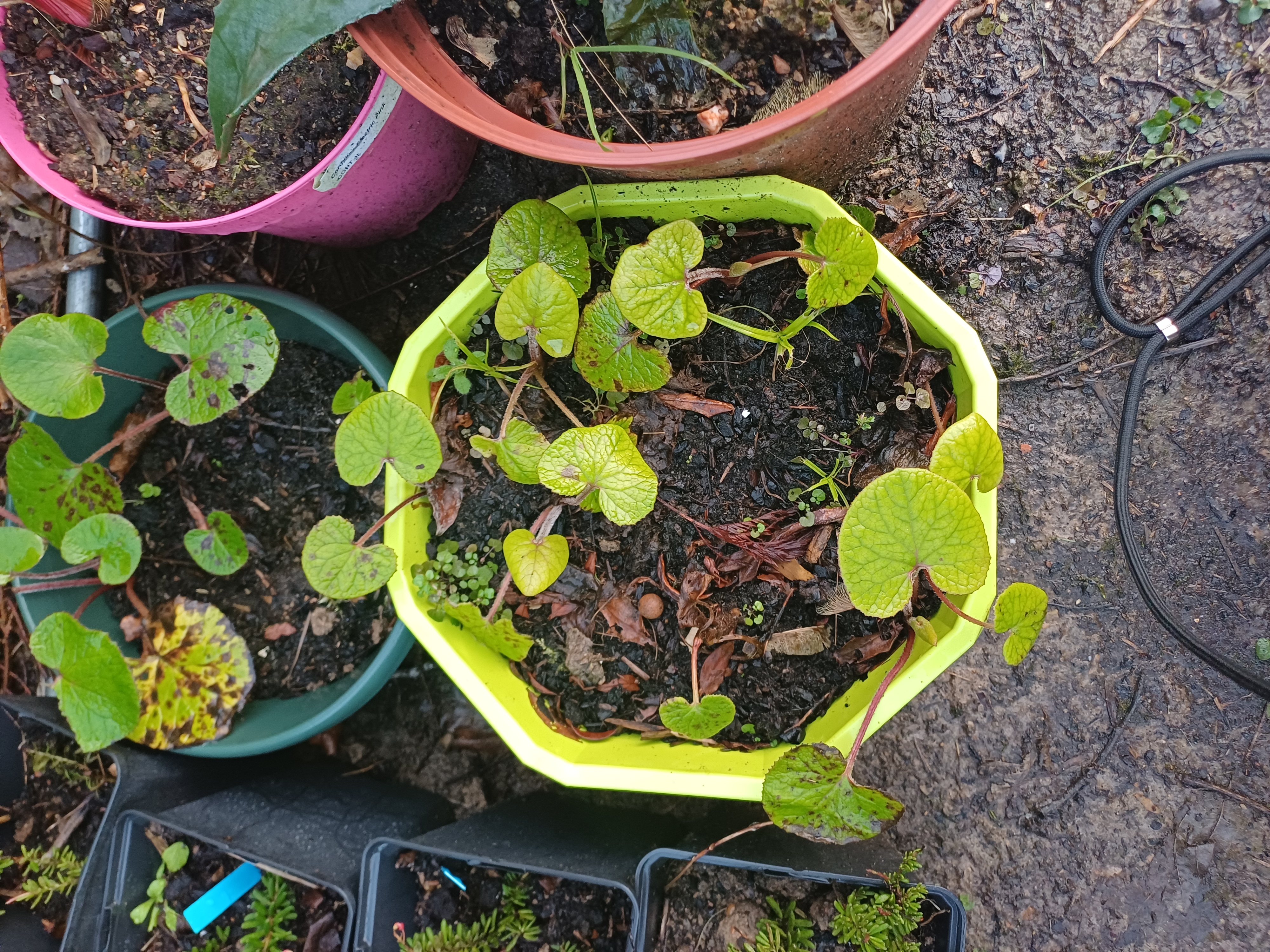Héliotrope d’hiver – Petasites fragrans