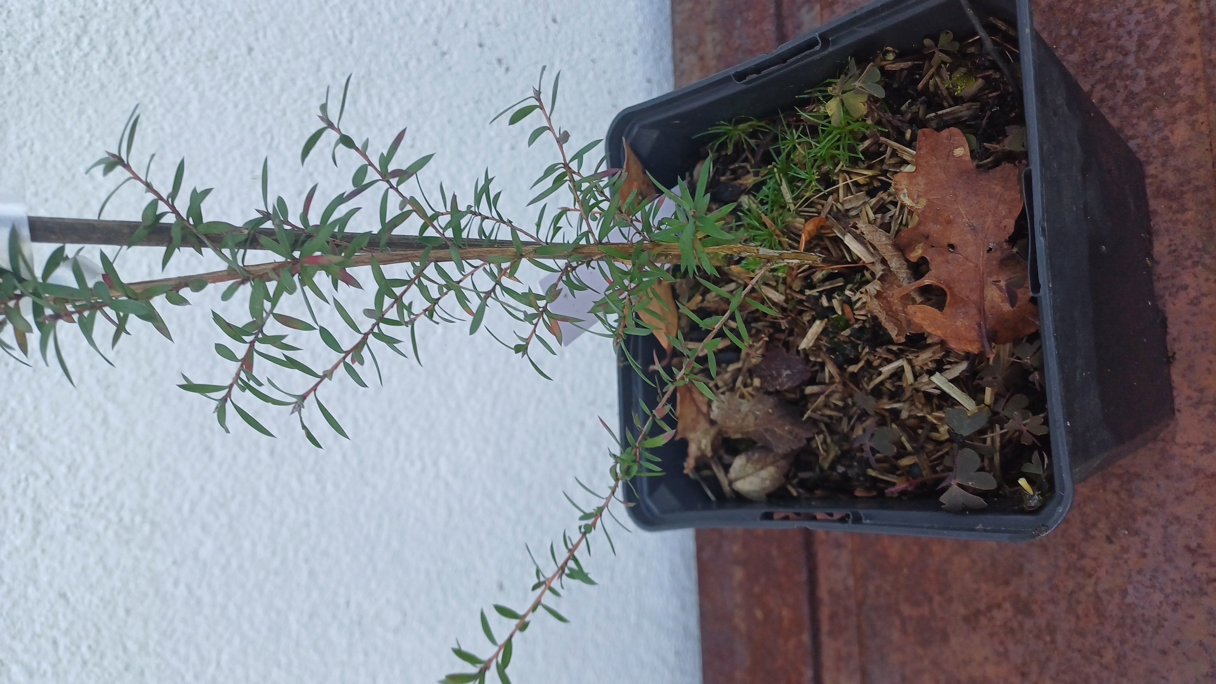 Manuka - Tea tree de Nouvelle-Zélande - Leptospermum scoparium