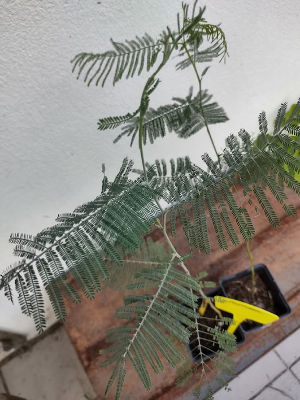 Mimosa – Acacia dealbata