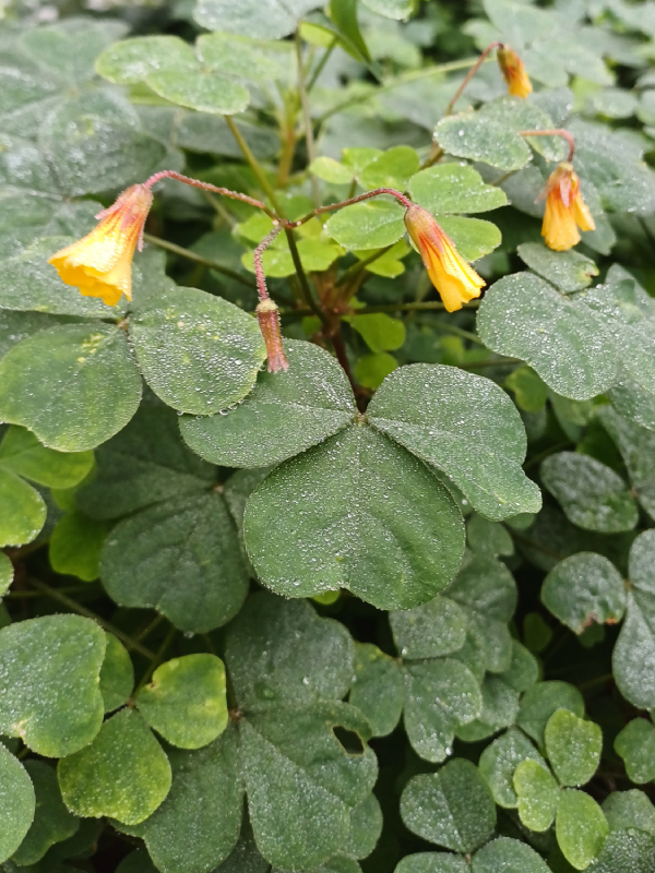 Occa du Pérou – Verbena peruviana