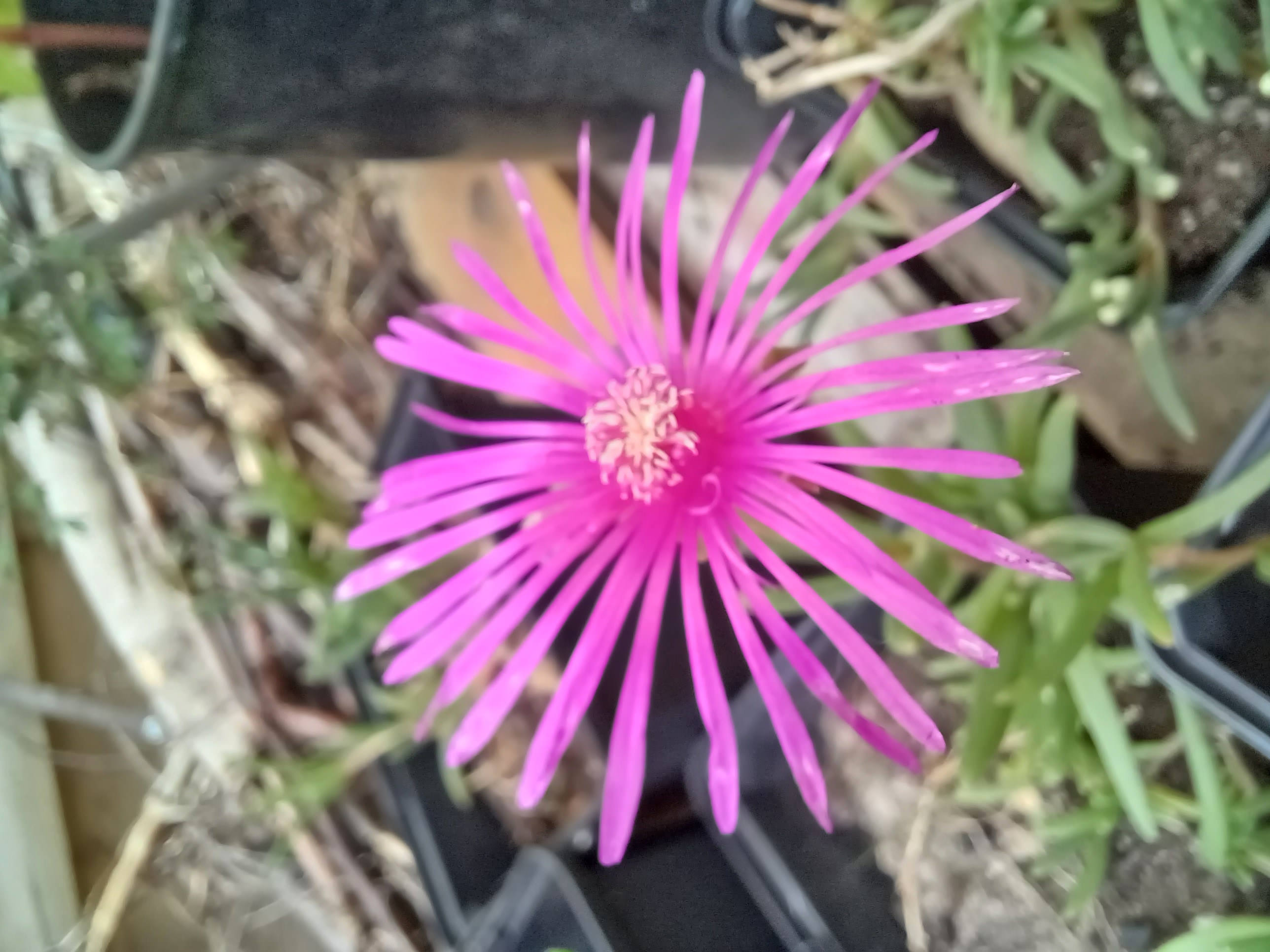 Pourpier de Cooper – Delosperma cooperi
